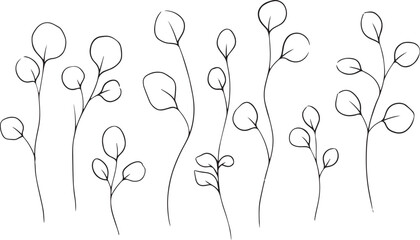 Black and white line eucalyptus branches © miht3325