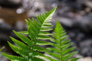 Close-up of vibrant green fern leaves © Letitia