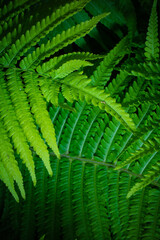 Fototapeta premium Lush green fern leaves in vibrant detail.