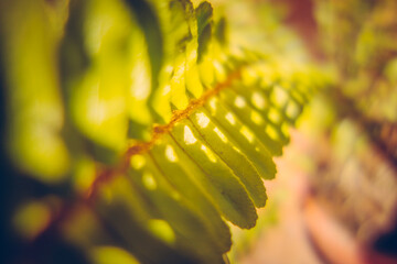 Fototapeta premium Close-up of sunlight on vibrant green fern leaves