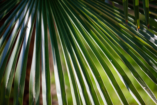 Tropical palm leaf detail, green, sunlit, and textured