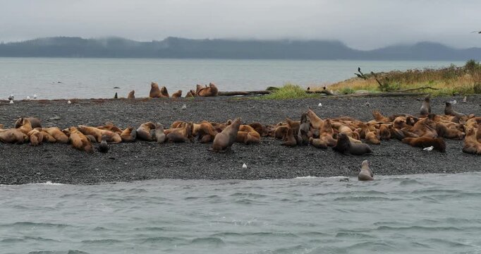 Large colony of Steller sea lions on the beach of a small island in Alaska.