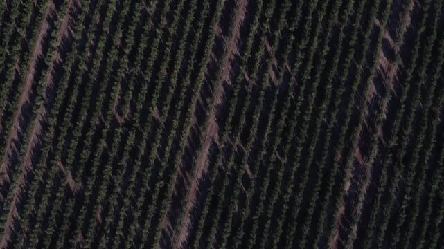 Aerial top-down view flying over a vast plantation of olive trees organized in diagonal rows, a fundamental element of mediterranean agriculture and extra virgin oil production