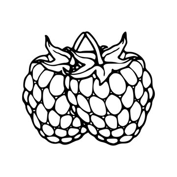 vintage style raspberry fruit element for kitchen and cafe decoration