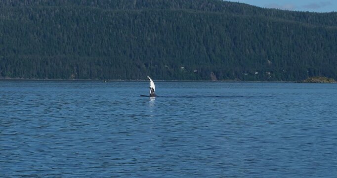 Humpback whale slapping the water with its flipper, Alaska. Slow motion.