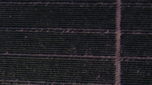Aerial top-down view flying over a vast plantation of olive trees organized in diagonal rows, a fundamental element of mediterranean agriculture and extra virgin oil production