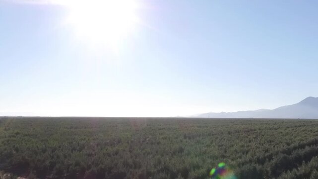 Vast olive grove stretching towards the horizon under a clear blue sky, with rows of trees cultivated for extra virgin olive oil production in a sunny agricultural landscape with mountains