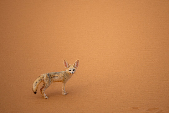 Fennec fox in Morocco's Sahara desert landscape