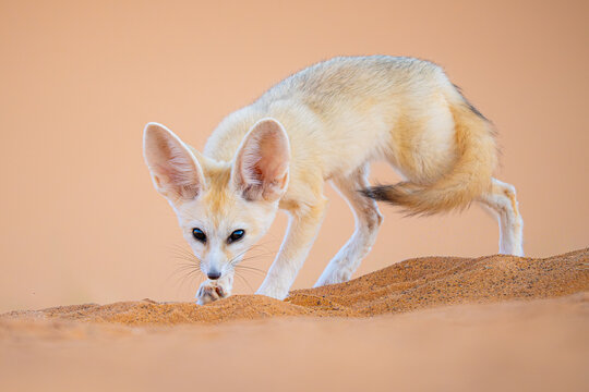 Fennec fox in Sahara desert of Morocco