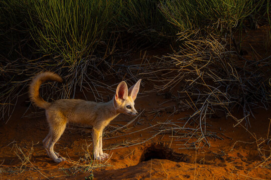 Fennec fox in Moroccan Sahara desert landscape
