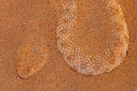 Sand-colored viper camouflaged among Sahara dunes