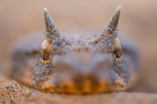 Horned Viper in the Sands of the Sahara Desert