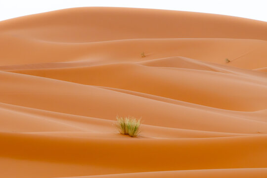 Vast sand dunes landscape with vegetation in Sahara