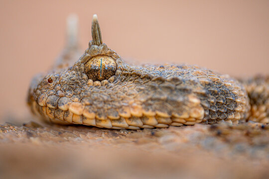 Close-up of a horned viper in Moroccan desert habitat