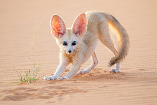 Fennec fox in the Sahara desert of Morocco