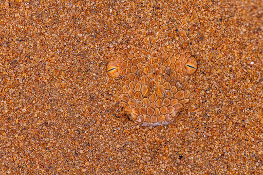 Camouflaged reptile in Morocco's Sahara sand