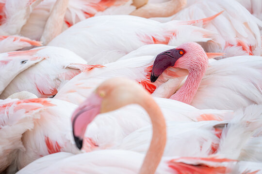 Lesser flamingos in a serene flock display in Camargue