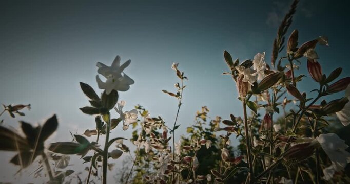 Silene Latifolia Subsp. Alba. Formerly Melandrium Album. White Campion Is A Dioecious Flowering Plant In The Family Caryophyllaceae
