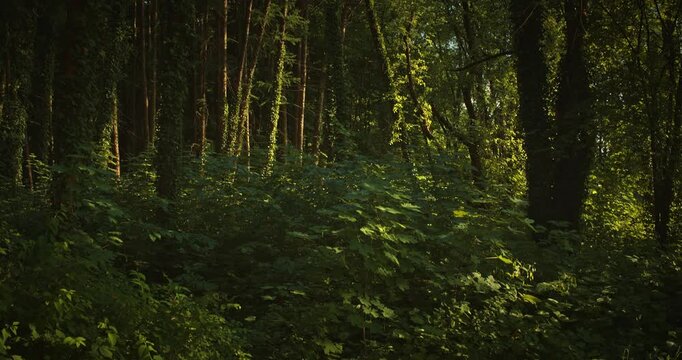 Warm Sunlight Illuminating Tall Green Trees in Dense Summer Forest