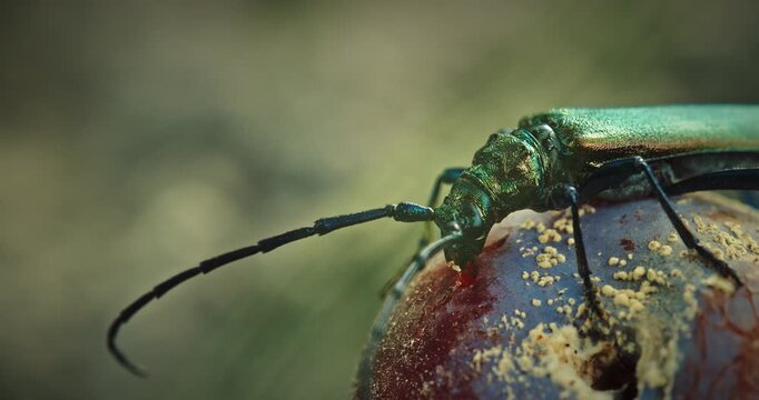 Elegant Beetle Curved on Delicious Plum with Fine Details