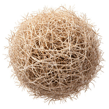 Dry Tumbleweed Isolated on Transparent Background PNG - Professional Stock Photo