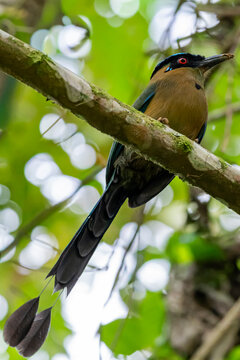 Andean motmot perched in Circasia Botanical Garden