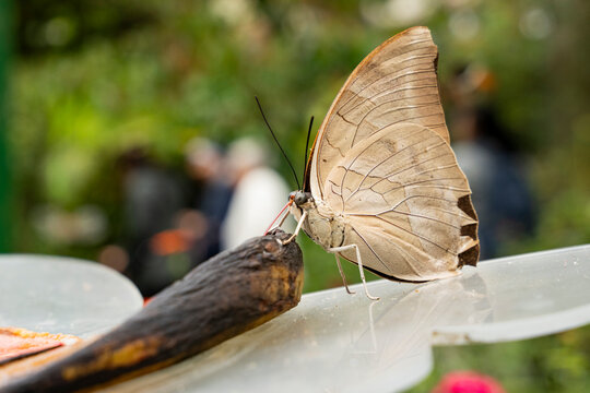 One-spotted Prepona butterfly feeding in Circasia Garden