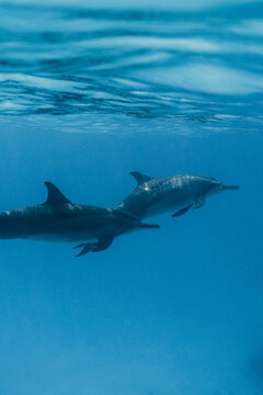 Underwater dolphin pair in blue sea near Maldives island