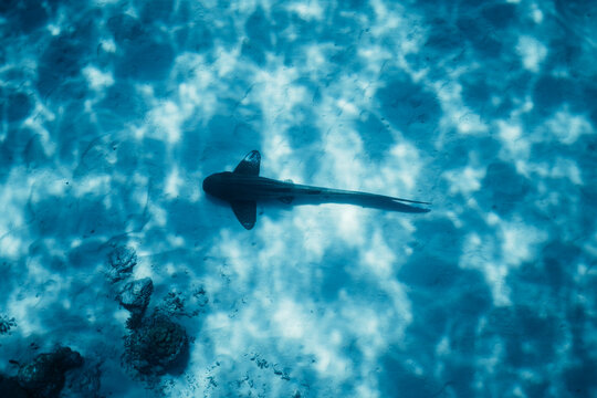 Eagle ray over turquoise Maldives lagoon in island shallows