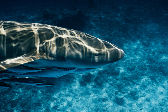 Underwater shark near Maldives reef in clear blue sea