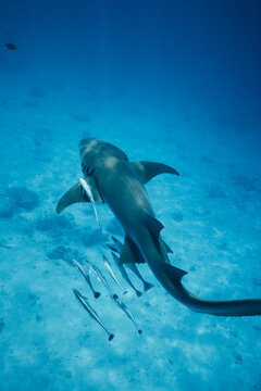 Underwater shark with remora in Maldives blue lagoon