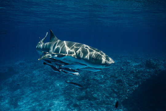 Underwater tiger shark with remora in Maldives lagoon