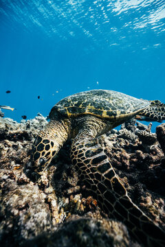 Green sea turtle on coral reef in Maldives island sea