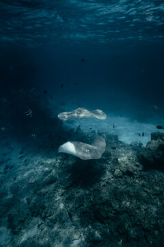 Stingray pair gliding above Maldives reef in blue water