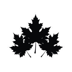 Fototapeta premium A beautiful black and white maple leaf silhouette vector illustration design, maple cluster leaf silhouette vector illustration
