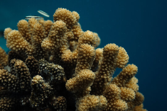 Underwater coral close up in Maldives island reef water