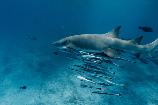 Tiger shark cruising in Maldives lagoon with school of fish