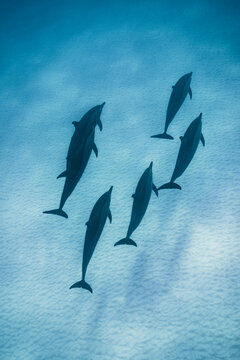 Pod of dolphin over sand lagoon in the Maldives island sea