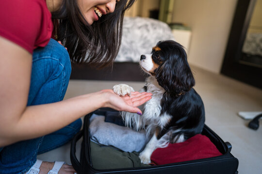 Asian woman bonding with dog while packing for travel at home