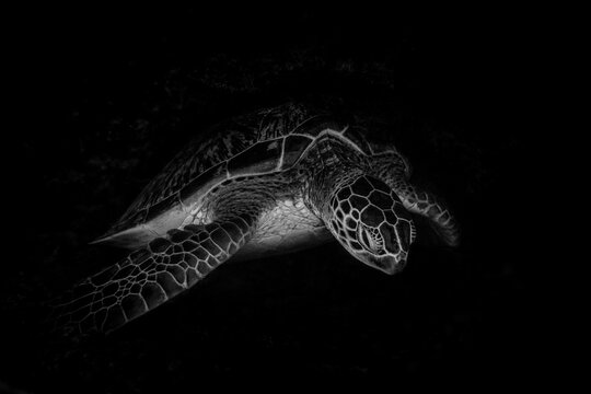 Underwater sea turtle in dark ocean