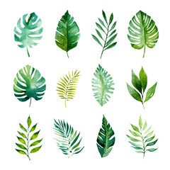 Artistic Watercolor Tropical Spring Green Leaves Collection for Creative Projects © Edward