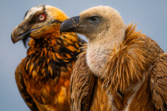 Close-up portrait of scavenger vulture pair in nature