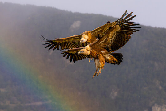 Griffon vulture pair soaring above mountains in wild sky