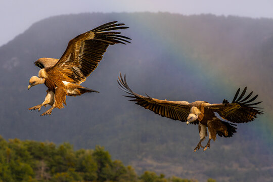Griffon vulture pair in flight over mountain landscape