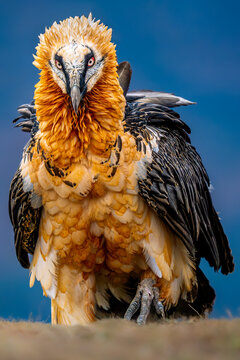 Close-up portrait of a bearded vulture scavenger bird