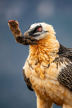 Bearded vulture scavenger holding a leg in close-up