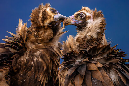 Black vulture pair in close-up with ruffled feathers