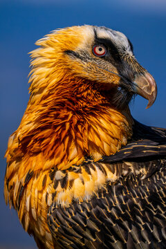 Bearded vulture portrait showcasing vivid plumage and beak