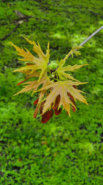 Fresh young maple leaves and winged samaras on spring branch, golden green foliage close-up against blurred lush forest background, natural Acer tree growth, botanical detail with copy space design