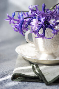Purple hyacinths in a teacup on a soft fabric